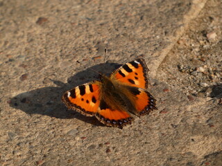 Fototapeta na wymiar Small tortoiseshell butterfly (Aglais urticae) resting on pavement, Gdansk, Poland
