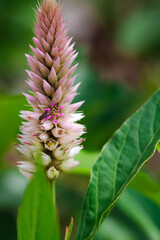 Bee on green purple flower.