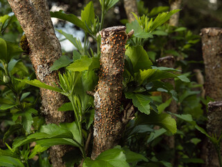 Nectria cinnabarina after cutting