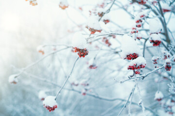 A branch with a rowan berry in a snowy winter forest. Snow on the branches of a frozen tree. Winter background