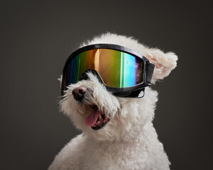 poodle perro con lentes antiparras - obrazy, fototapety, plakaty