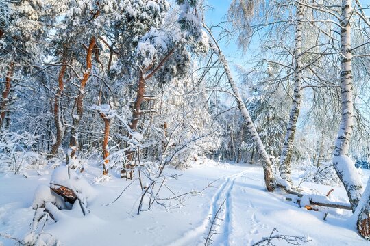 Winter snowy forest Background. Snowy winter forest scenery. Frosty day, calm wintry scene. Ski resort. Great picture of wild area