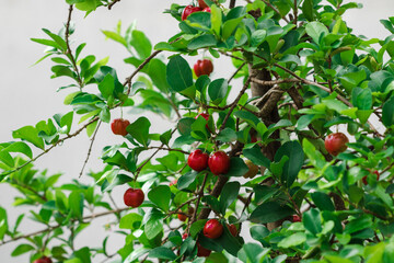 Fresh organic Acerola cherry. Thai or Acerola cherries fruit on the tree with sunset.
