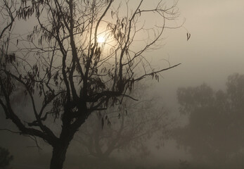 Eucalyptus forest covered by fog in the morning