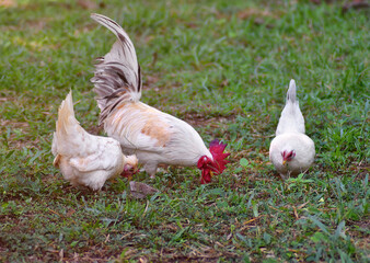 A family of white bantams is making a living on the grass.