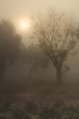 Fototapeta na wymiar Eucalyptus forest covered by fog in the morning