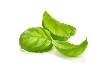 Organic leaves of basil, isolated on white background.