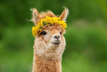 Cute alpaca with dandelion flowers wreath. South American camelid.