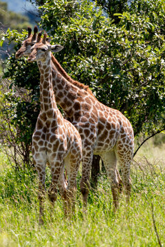 "Giraffenparade: Majestätische Schönheit in der Savanne Südafrikas"