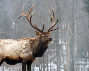 elk in winter