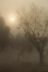 Obraz na płótnie Canvas Eucalyptus forest covered by fog in the morning