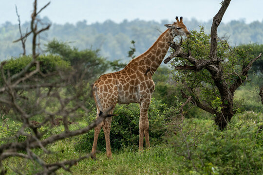 "Giraffenwunder: Schönheit und Anmut der Giraffa camelopardalis"