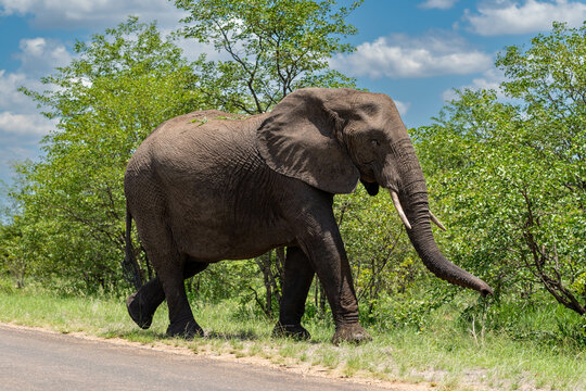"Faszination Wildnis: Beobachtung der majestätischen Afrikanischen Elefanten"