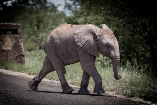 "Afrikanischer Elefant - Symbol der Stärke und Anmut"