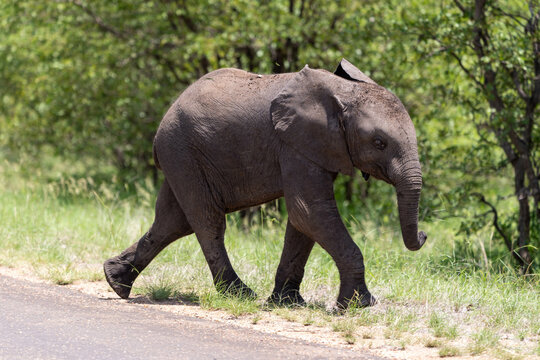 "Kruger Nationalpark: Auf den Spuren der beeindruckenden Afrikanischen Elefanten"