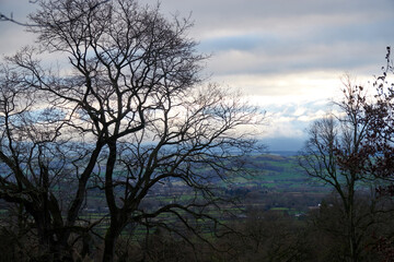 Fototapeta na wymiar Trees in winter. United Kingdom, Wales in late winter.