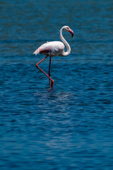 "Naturschauspiel: Flamingos in ihrer farbenfrohen Pracht in Südafrika"