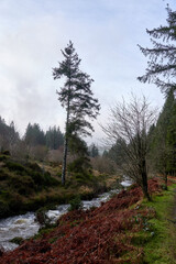 Fototapeta na wymiar A beautiful pine forest with a quick river. United Kingdom, Wales in late winter.