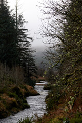 A beautiful pine forest with a quick river. United Kingdom, Wales in late winter.