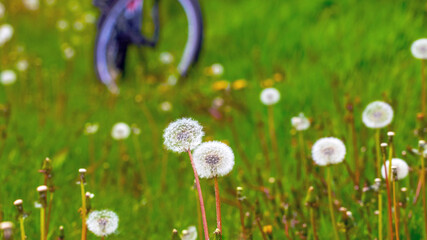 White dandelion flowers and a bicycle wheel in the background. Bicycle ride through the spring meadow