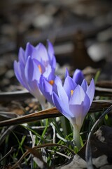 spring crocus flowers