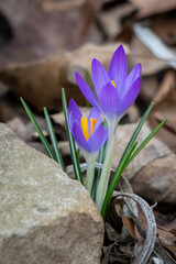 spring crocus flowers