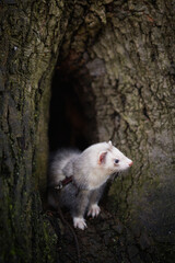 Ferret enjoying walking and exploring of tree holes in winter park