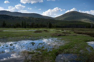 Wetlands Bench Creek ecosystem in a national forest 

