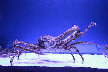 Live giant crab in a blue aquarium, sold in a restaurant, marine life, delicacy
