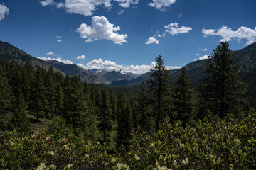 Ponderosa Pines and mountains in  Boise National Forest
