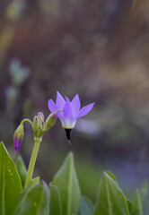 Purple Jeffrey's shooting star wildflower
