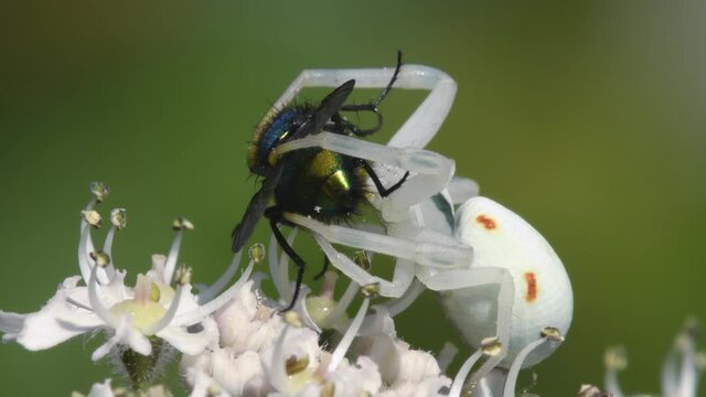 Predator and Prey - Flower Crab Spider, Misumena vatia with fly on a flower