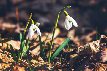 White snowdrops in the woods among the fallen leaves on a sunny day