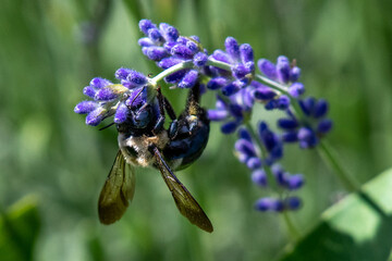 bumblebee on lavender