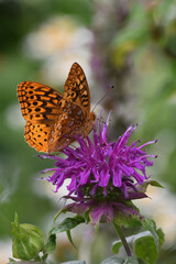 butterfly on flower