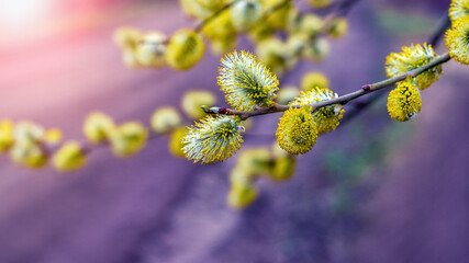 Fluffy yellow willow earrings on a blurred purple background. Willow branch with catkins
