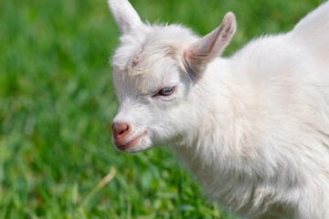 Small white goat on a background of green grass close up