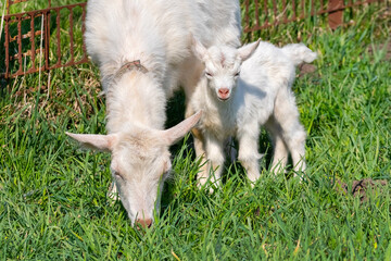 Little white goat near mother goat on pasture