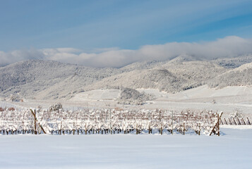 Alsace vineyards under heavy snow on a sunny winter day. Details and top view.