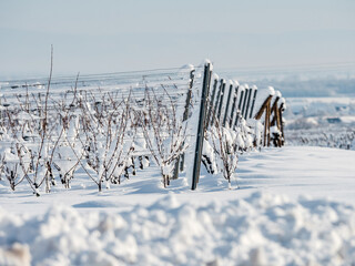 Alsace vineyards under heavy snow on a sunny winter day. Details and top view.