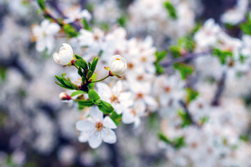 Cherry plum branch with flowers and buds, cherry plum blossoms