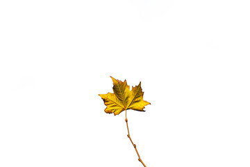  delicate golden autumn leaf on a light background in minimalism closeup