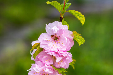Obraz premium Big lush sakura flowers with raindrops on a blurred background