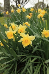 flowers fields, flowers growing next to the seasonal  flowers 