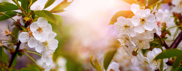 White cherry flowers with dewdrops during sunrise. Banner with cherry blossoms