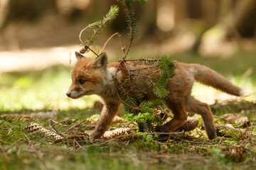 Fuchswelpe im Wald