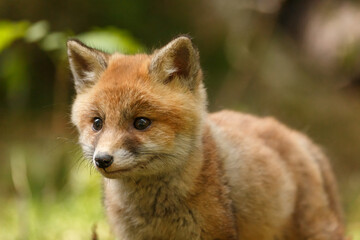 Fototapeta premium Fuchswelpe im Wald