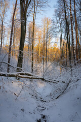 forest in winter