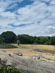 Visitando a un elefante en el Zoologico
