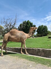 Camello caminando en su habitat